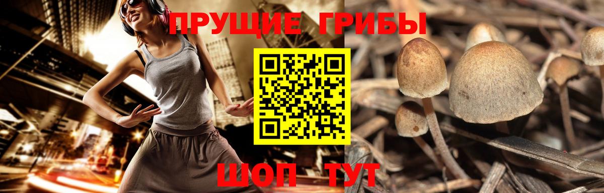 Псилоцибиновые грибы мицелий  Псилоцибиновые грибы мицелий  Вход с VPN  Заречный 